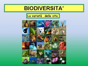 BIODIVERSITA La variet della vita La biodiversit la