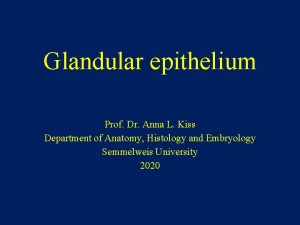 Glandular epithelium Prof Dr Anna L Kiss Department