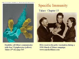 Specific Immunity Talaro Chapter 15 Dendritic cell blue