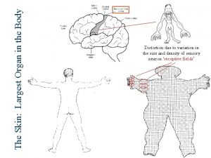 The Skin Largest Organ in the Body Distortion