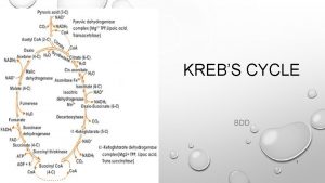 KREBS CYCLE BDD 1 STEPS OF A KREBS