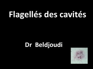 Flagells des cavits Dr Beldjoudi Flagells Protozoaires microorganismes