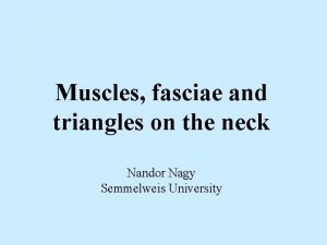 Muscles fasciae and triangles on the neck Nandor