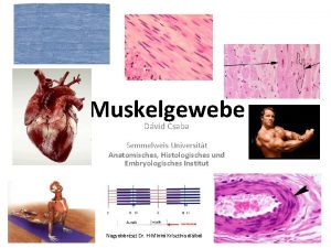 Muskelgewebe Dvid Csaba Semmelweis Universitt Anatomisches Histologisches und