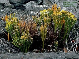 Psilofyty Psilophyta Psilotum nudum tropy subtropy charakteristika suchozemsk