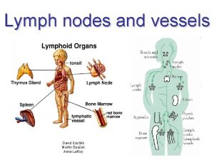 Lymph nodes and vessels David Kachlk Martin paek