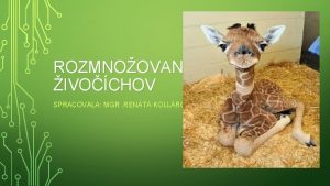 ROZMNOOVANIE A RAST IVOCHOV SPRACOVALA MGR RENTA KOLLROV