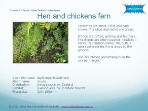 Contexts Ferns New Zealand native ferns Hen and