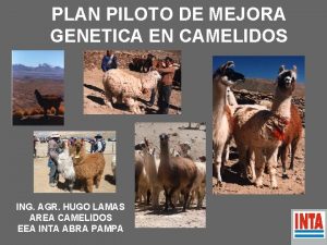 PLAN PILOTO DE MEJORA GENETICA EN CAMELIDOS ING