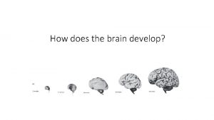 How does the brain develop Neural development Neural