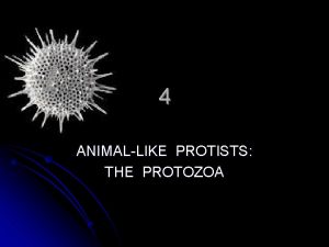 4 ANIMALLIKE PROTISTS THE PROTOZOA PROTOZOAN TAXONOMY 1