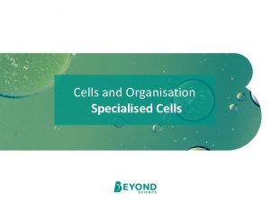 Cells and Organisation Specialised Cells Learning Objective To