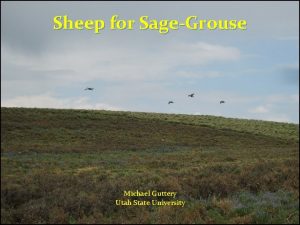 Sheep for SageGrouse Michael Guttery Utah State University
