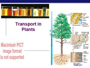 Transport in Plants AP Biology 2006 2007 Transport