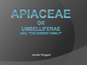 APIACEAE OR UMBELLIFERAE AKA THE CARROT FAMILY Jennifer