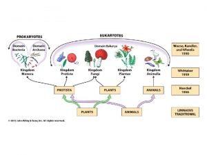 1 Spirochaetaflk 1 2 Treponema Borrelia 2 Csavarodott