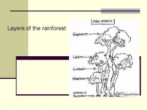 Layers of the rainforest Layers of the rainforest