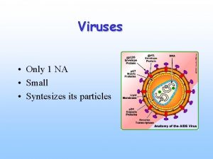 Viruses Only 1 NA Small Syntesizes its particles