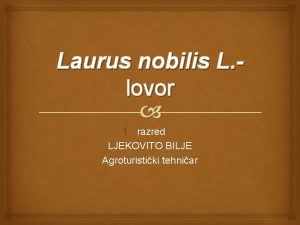 Laurus nobilis L lovor 1 razred LJEKOVITO BILJE