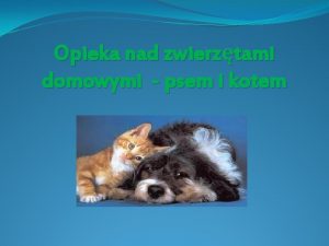 Opieka nad zwierztami domowymi psem i kotem Kilka