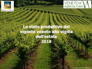 Lo stato produttivo del vigneto veneto alla vigilia