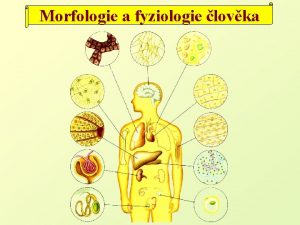 Morfologie a fyziologie lovka SOUSTAVA KOSTERN Opora tla