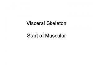 Visceral Skeleton Start of Muscular Visceral Skeleton Spanchnocranium