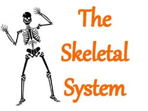 The Skeletal System Components of The Skeletal System