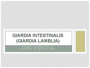 GIARDIA INTESTINALIS GIARDIA LAMBLIA PREDMET MIKROBIOLOGIJA PROFESOR DR