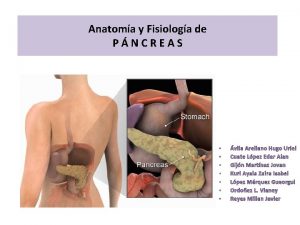 Anatoma y Fisiologa de PNCREAS vila Arellano Hugo