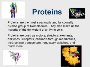 Proteins are the most structurally and functionally diverse