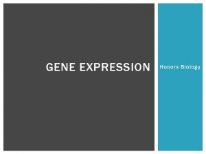 GENE EXPRESSION Honors Biology GENE EXPRESSION WHAT What