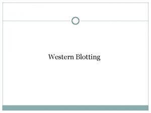 Western Blotting Western blottingImmunoblotting Technique for detecting specific