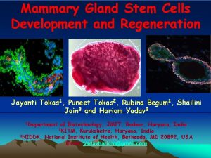 Mammary Gland Stem Cells Development and Regeneration Jayanti
