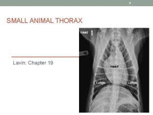 1 SMALL ANIMAL THORAX Lavin Chapter 19 2