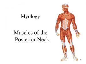 Myology Muscles of the Posterior Neck 1 Muscles