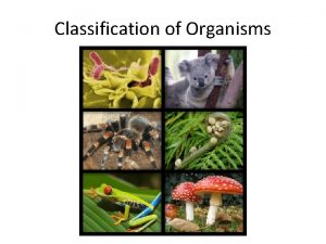 Classification of Organisms Dichotomous Key A dichotomous key