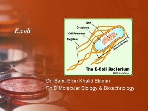 E coli Dr Baha Eldin Khalid Elamin Ph