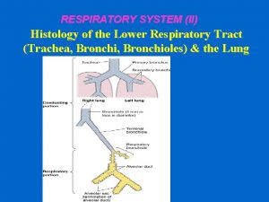 RESPIRATORY SYSTEM II Histology of the Lower Respiratory