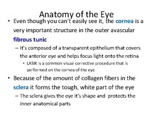 Anatomy of the Eye Even though you cant