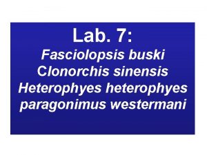 Lab 7 Fasciolopsis buski Clonorchis sinensis Heterophyes heterophyes