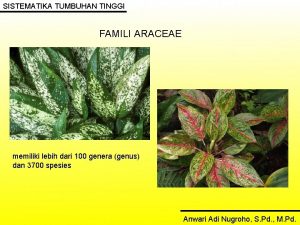 SISTEMATIKA TUMBUHAN TINGGI FAMILI ARACEAE memiliki lebih dari