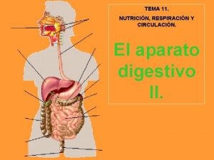 TEMA 11 NUTRICIN RESPIRACIN Y CIRCULACIN El aparato