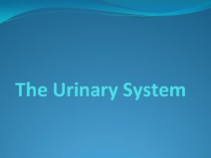 The Urinary System Urinary or Excretory System Functions