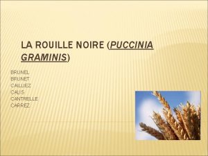 LA ROUILLE NOIRE PUCCINIA GRAMINIS BRUNEL BRUNET CAILLIEZ