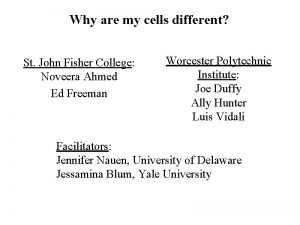 Why are my cells different St John Fisher