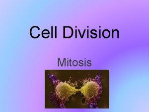 Cell Division Mitosis Cell Division Produce offspring asexually