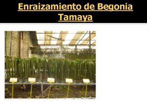 Enraizamiento de Begonia Tamaya Introduccin y justificacin q