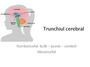 Trunchiul cerebral Rombencefal bulb punte cerebel Mezencefal Rombencefalul