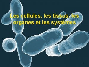 Les cellules les tissus les organes et les